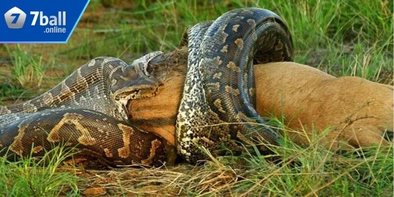 Mơ thấy trăn thể hiện nhiều ý nghĩa khác nhau cho chủ mộng